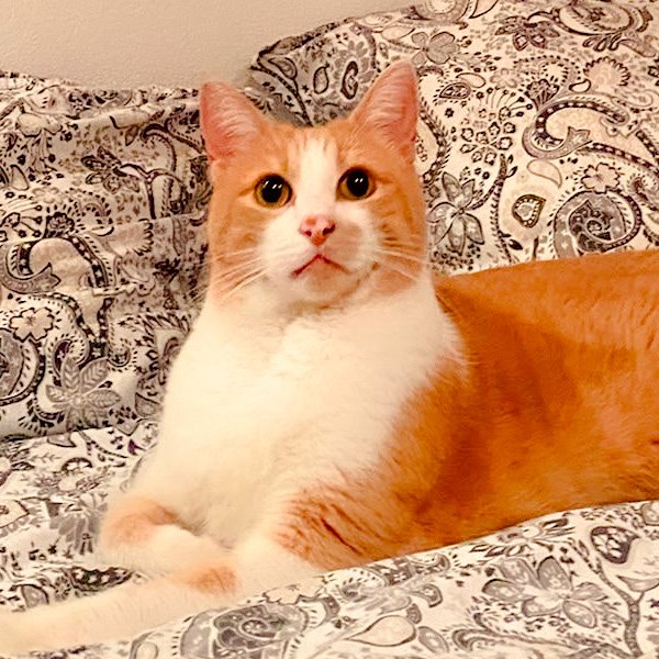 Meraki, el gato del taller de cerámica